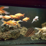 Goldfisch