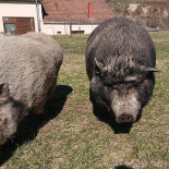 Partschenheuriger Oinkoink Baier-ruzicka