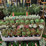 Fairley's Garden Centre