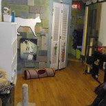 Catfé Lounge