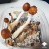 Champignons